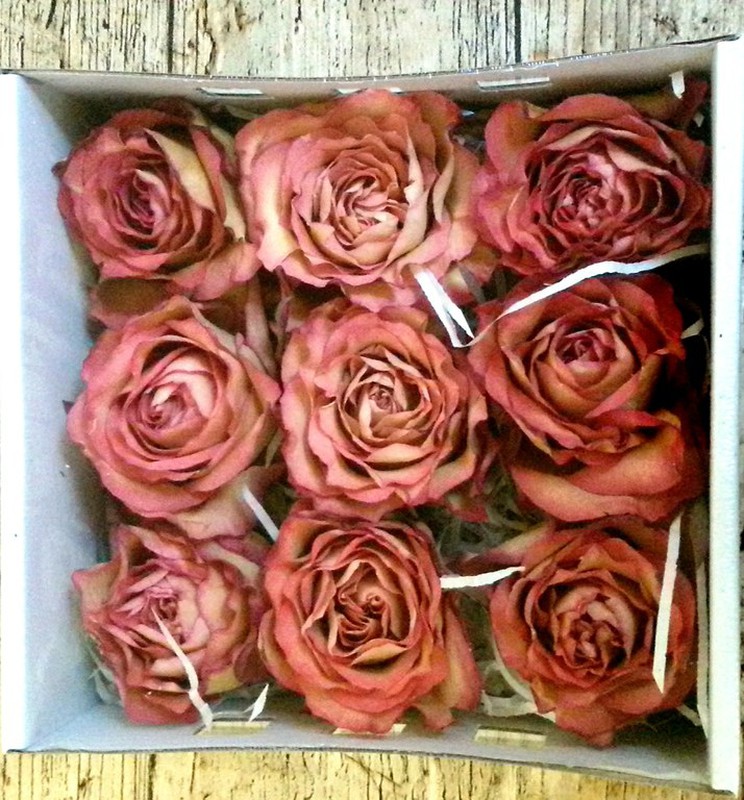 Rosas Preservadas Naturales Premium Floresfrescasonline