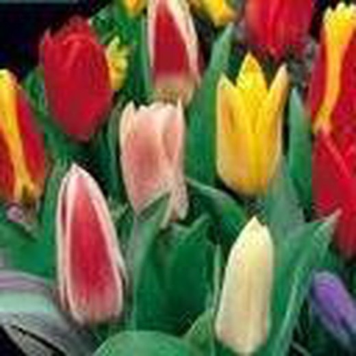 Bulbos De Tulipas Kaufmanniana Mix Flores Frescas Online