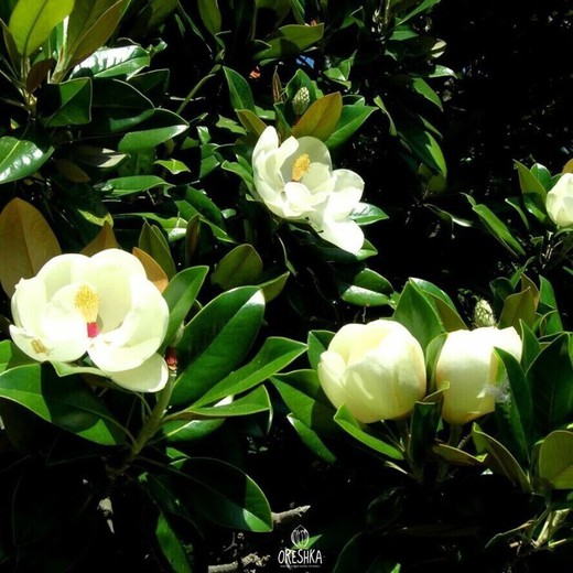 Magnolia Grandiflora Árboles de hoja perenne Arbustos ornamentales