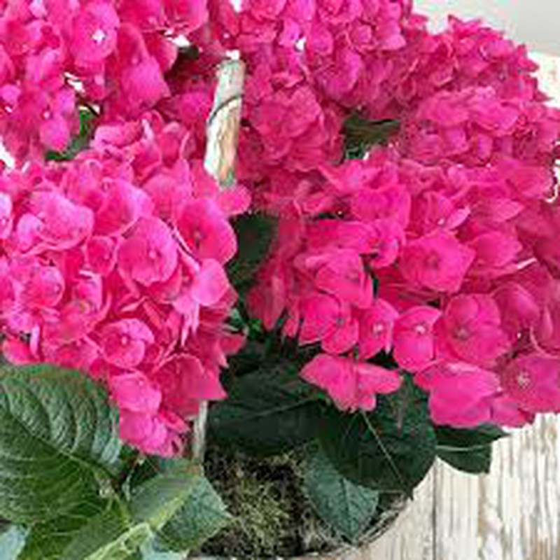 Hortensias Pre Campaña Colección de Hortensias Floresfrescasonline