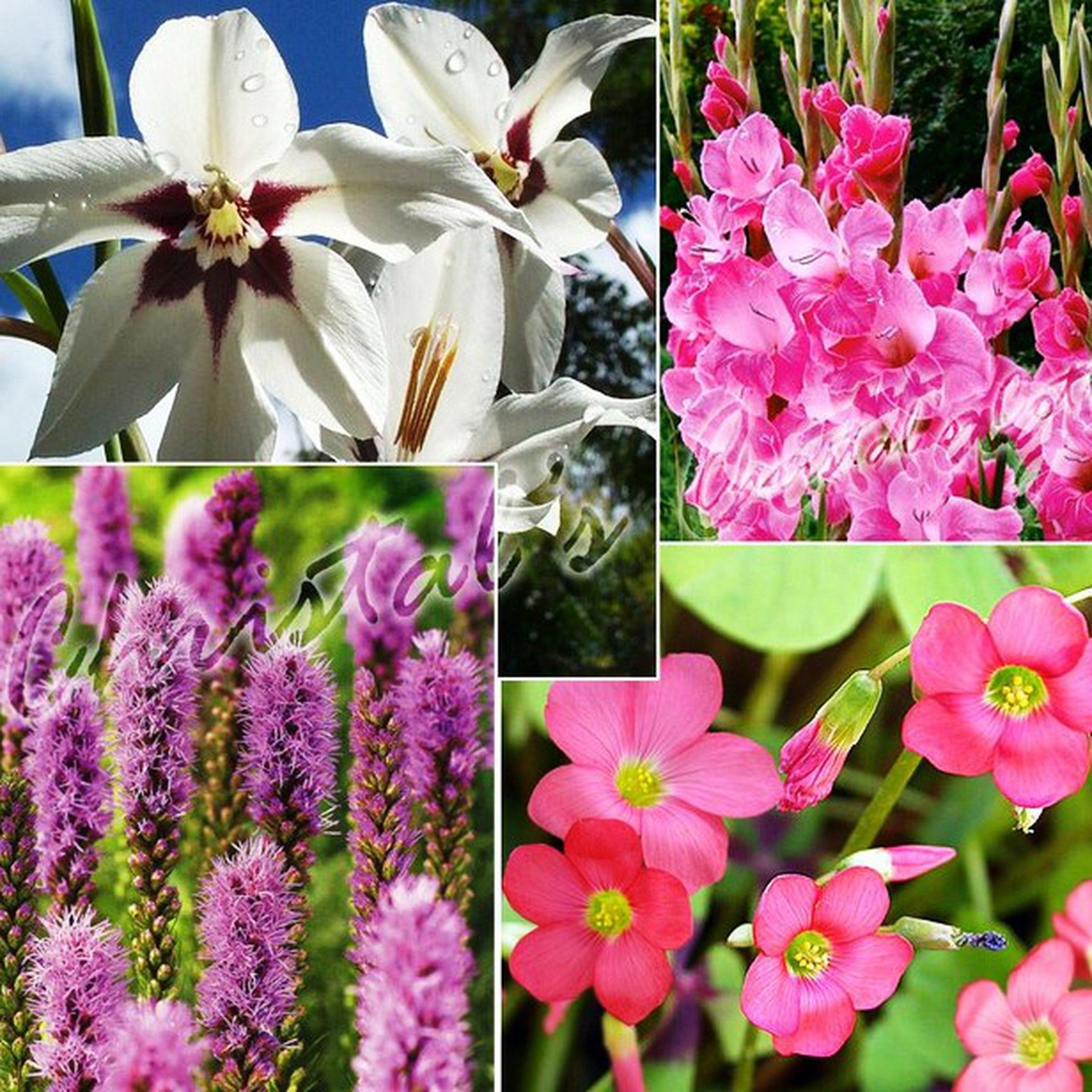 Bulbos de Primavera, Deja atrás el frío invierno