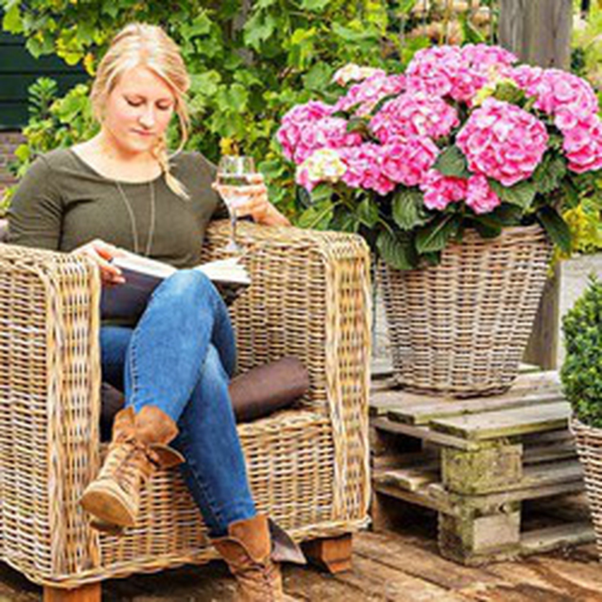 Coleção de hortênsias