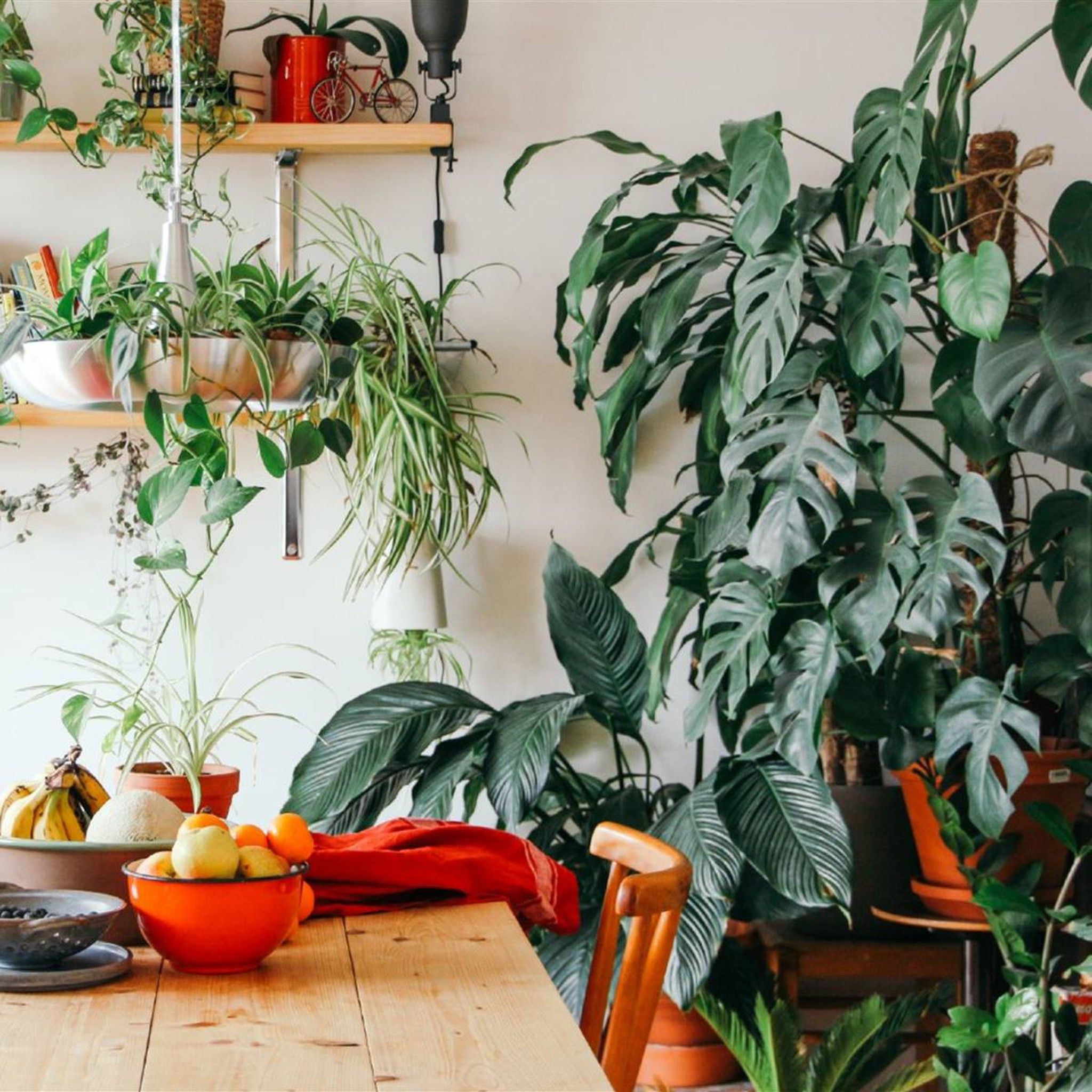 Planta de interior