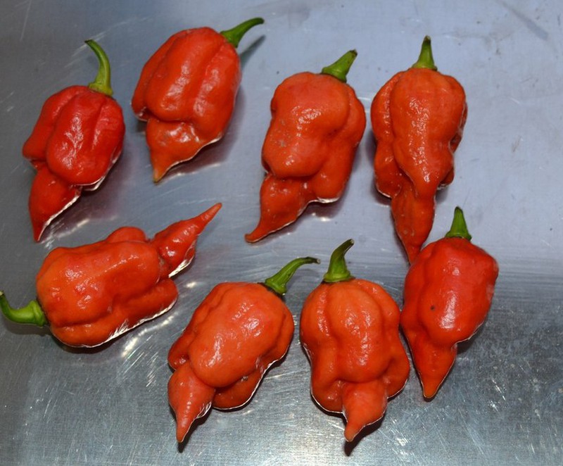 Trinidad Scorpion: Un Nuevo campeón de Chiles Picantes