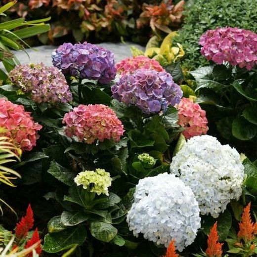 Es tiempo de Hortensias