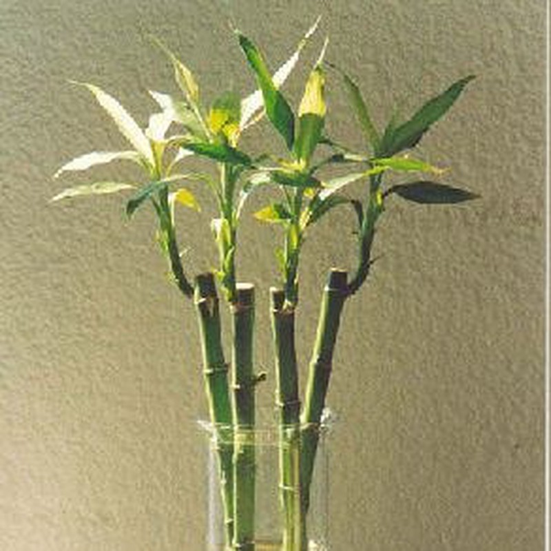 Bambu De La Suerte Como Cuidarlo Flores Frescas Online