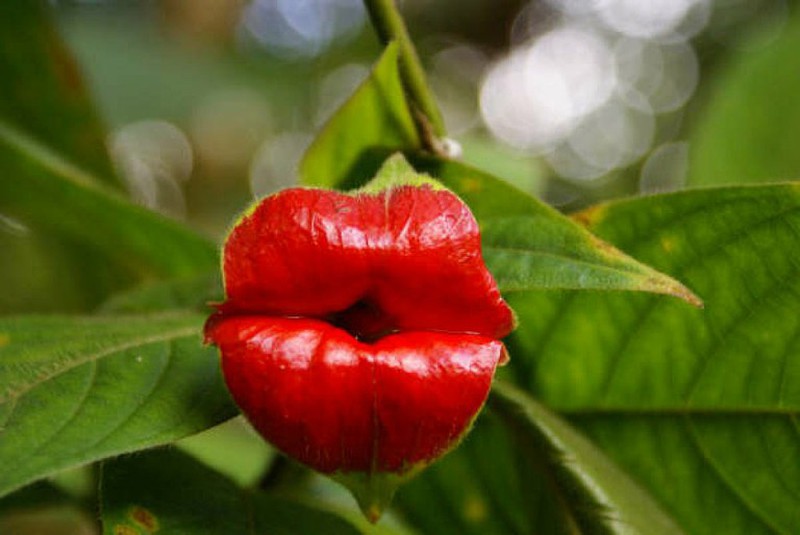 La flor beso