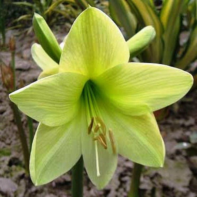 Cultivar Amarillis