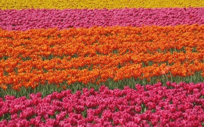 Holanda y las Flores frescas — Floresfrescasonline