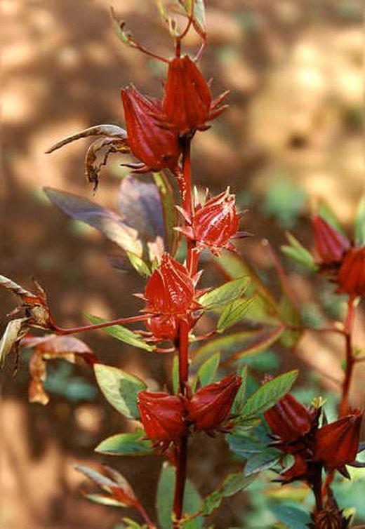 Los Hibiscus (Flor de Jamaica) reducen el colesterol