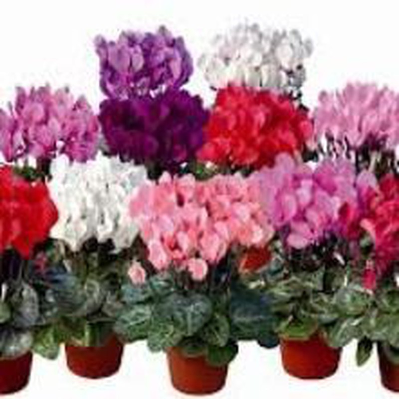 El Cyclamen: Planta del mes de Noviembre