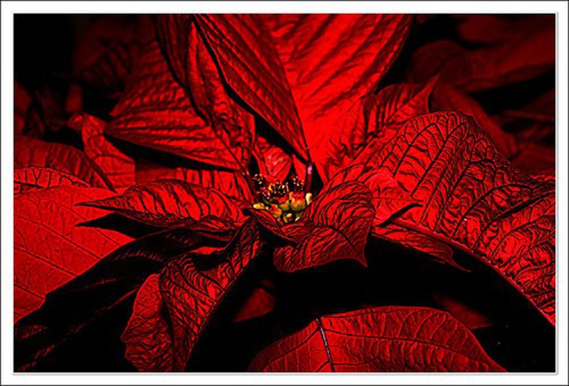 Flor de Pascua: Poinsettia