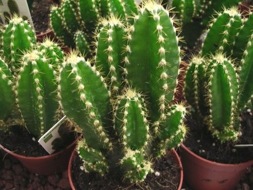 Cactus anti radiaciones: Cereus Peruvianus