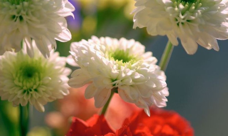 Regalar flores en el día de Todos los Santos