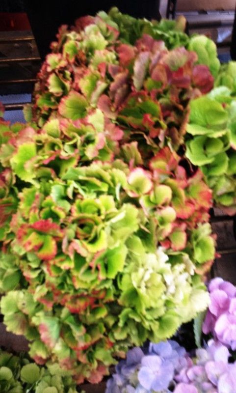 A melhor gama de hortênsias preservadas do mercado