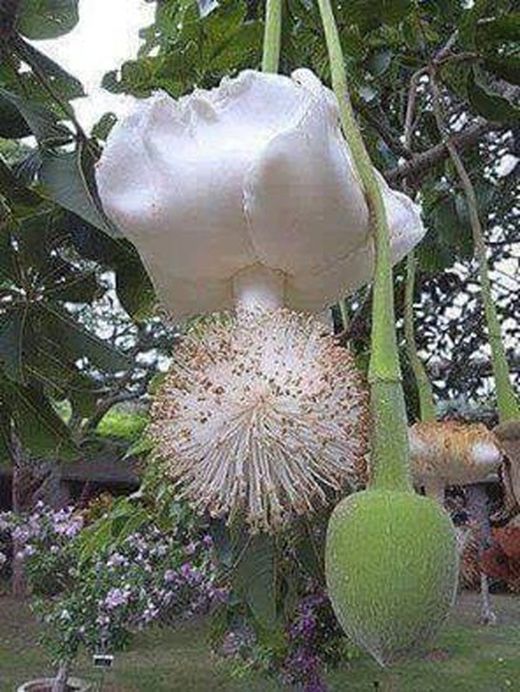 A flor do Baobá