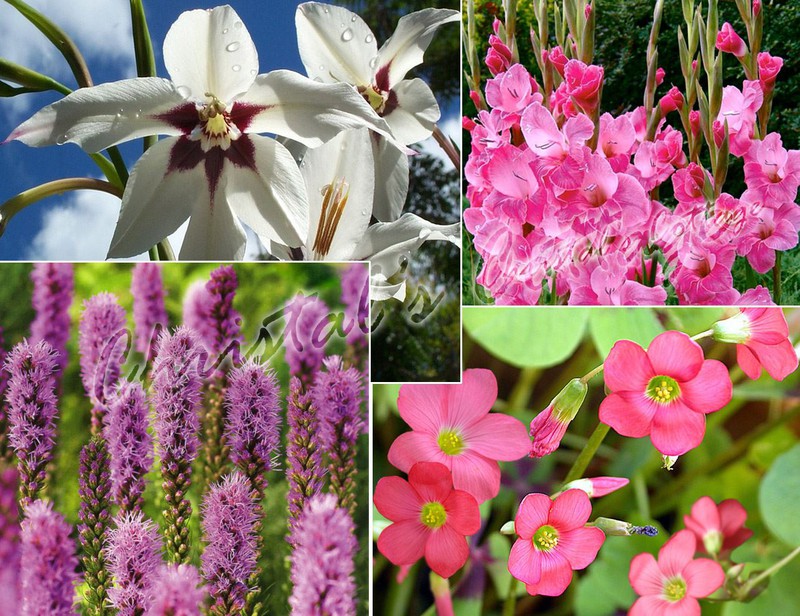 Médula lila Empuje hacia abajo Tiempo de plantar Bulbos en primavera — Floresfrescasonline