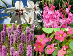 Temps de plantar buls a Primavera