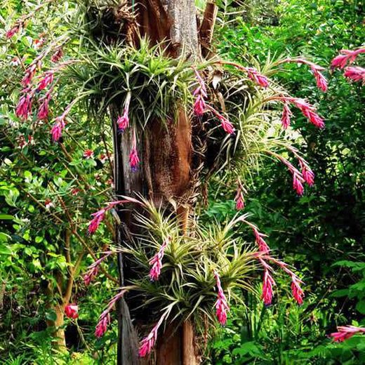 Coneixes les Tillandsies?, el clavell de l'aire.