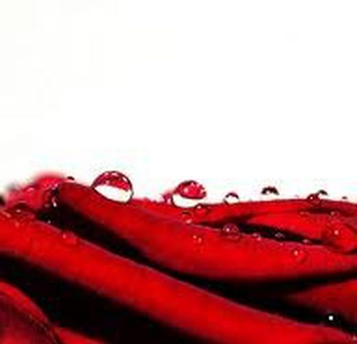 San Jordi em Flores Frescas
