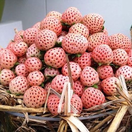Novas variedades de morangos aromatizados com abacaxi e framboesa