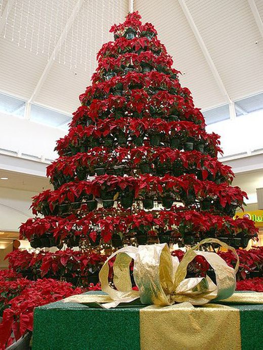 Natal 2015/2016