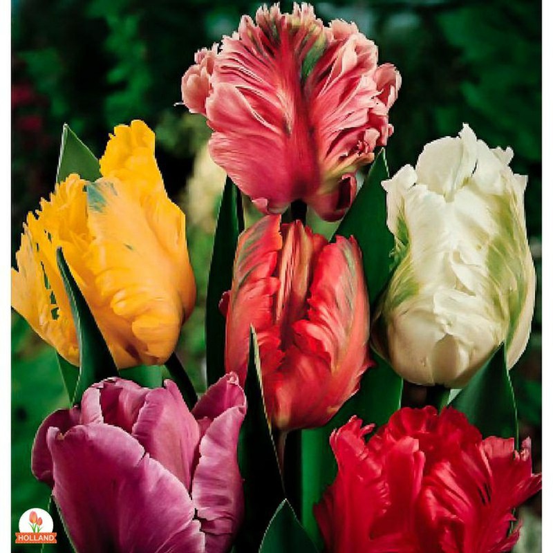 Bulbos de Otoño Empieza plantarlos — Floresfrescasonline