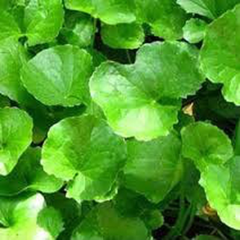 Gotu Kola Centella Asiática La planta curativa