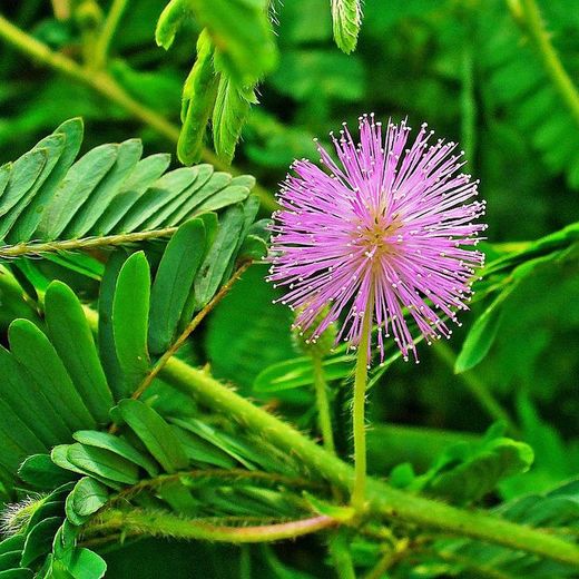 Mimosa sensível: a planta que se move