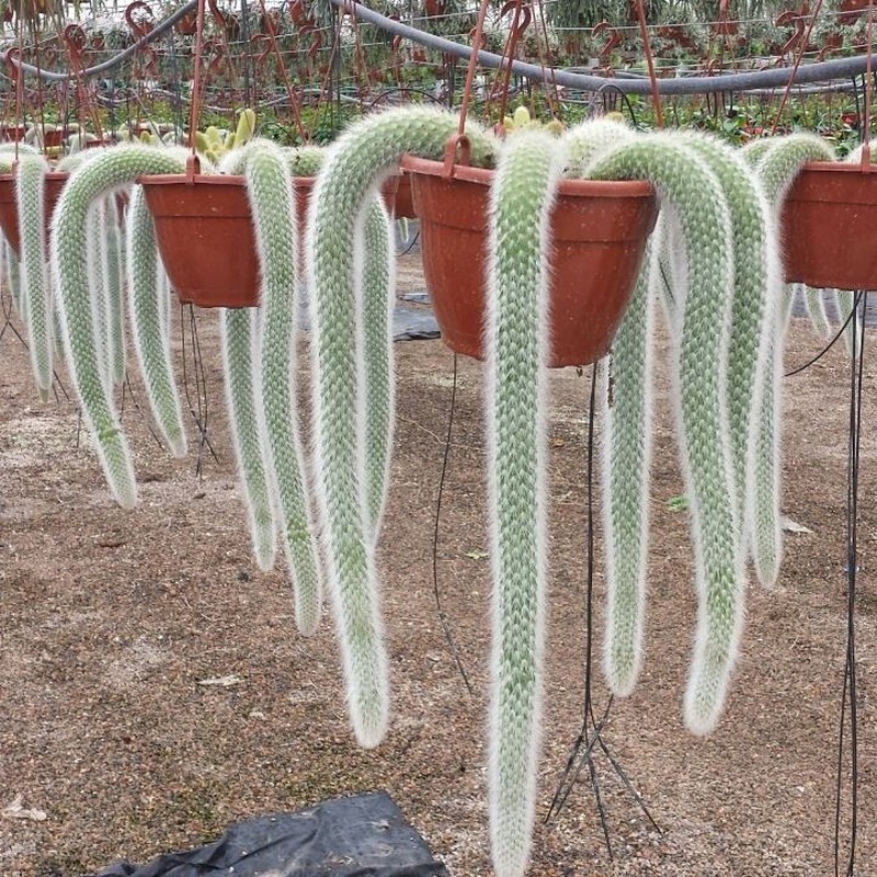 Elección Circulo Londres Nueva colección de Cactus Colgantes — Floresfrescasonline
