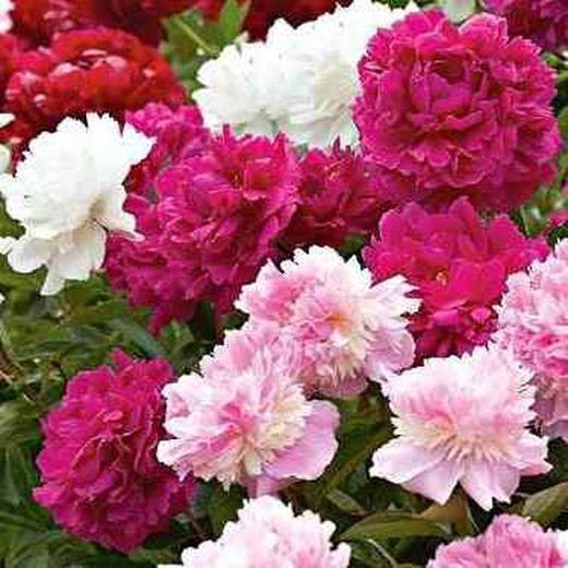 Peônias ou Paeonias uma única flor