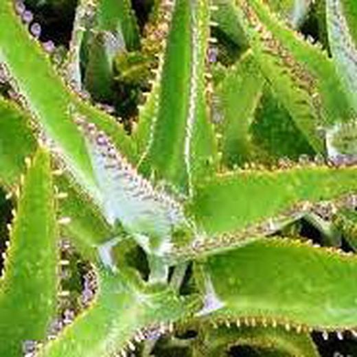 Kalanchoe Daigremontiana contra o câncer