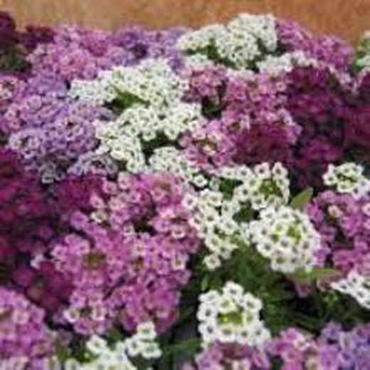 Plantas de jardim ornamental. Notícias na WEB