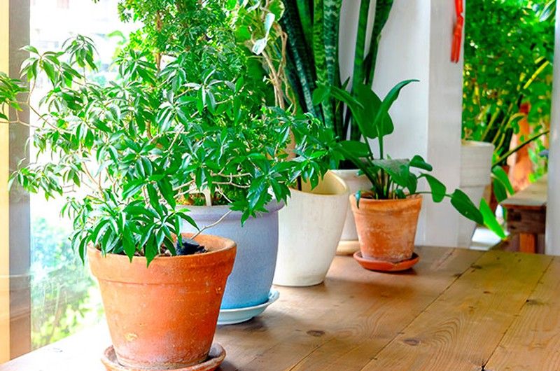 Plantas de interior para baixar a temperatura da casa