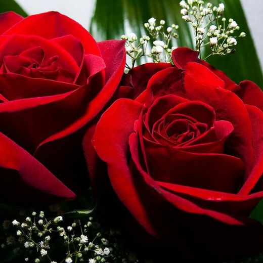 Iva de 21% a 10% em flores e plantas ornamentais