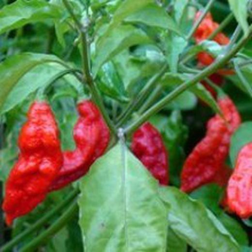 Naga Bhut Jolokia Phantom Seeds