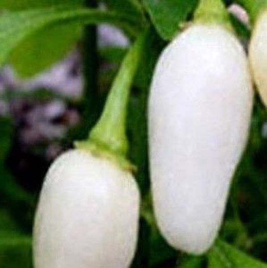 Novo Habanero Branco