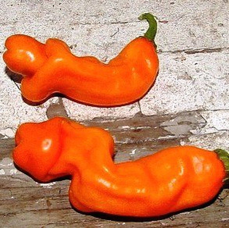 Sementes de pimentão erótico laranja