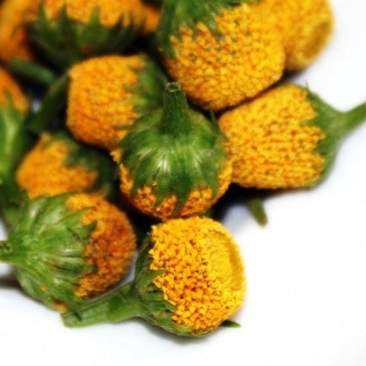 A flor elétrica de Sechuan
