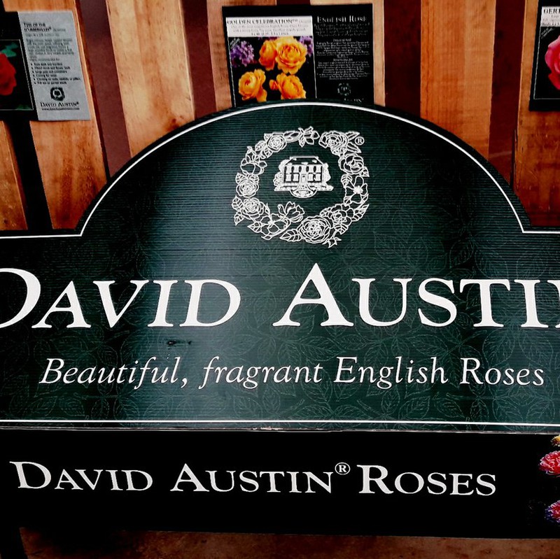 Rosales David Austin English Roses, ¿quién da más?