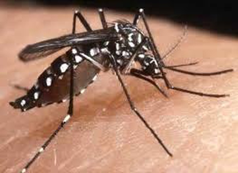 Como eliminar al Mosquito Tigre