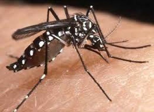 Como eliminar o mosquito tigre