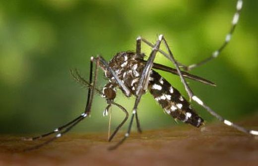 O mosquito tigre. Saiba como é.