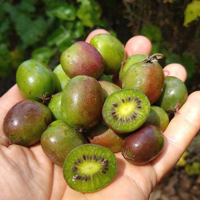 Aumento do cultivo de kiwis em casa: uma tendência crescente