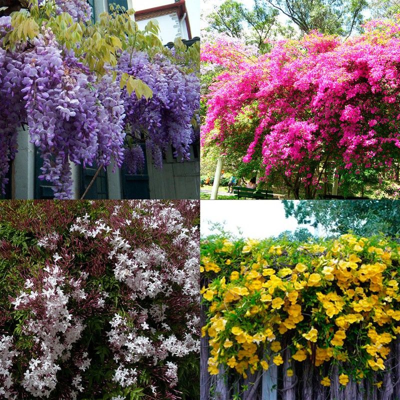 La magia de las plantas trepadoras y enredaderas