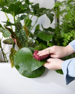 floresfrescasonline.com 🌿 Passió per les Plantes: Un Servei Humà i Artesanal a Cada Enviament 🌿