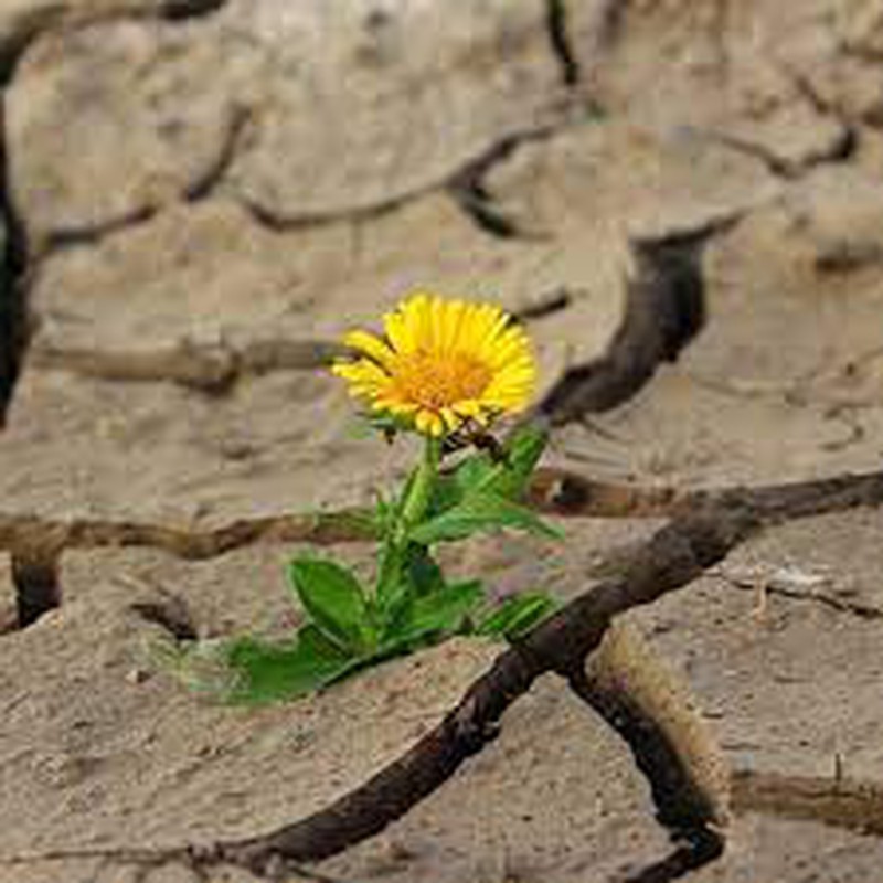 "Descubren nuevas plantas resistentes a la sequía: una esperanza verde en tiempos de escasez de agua"