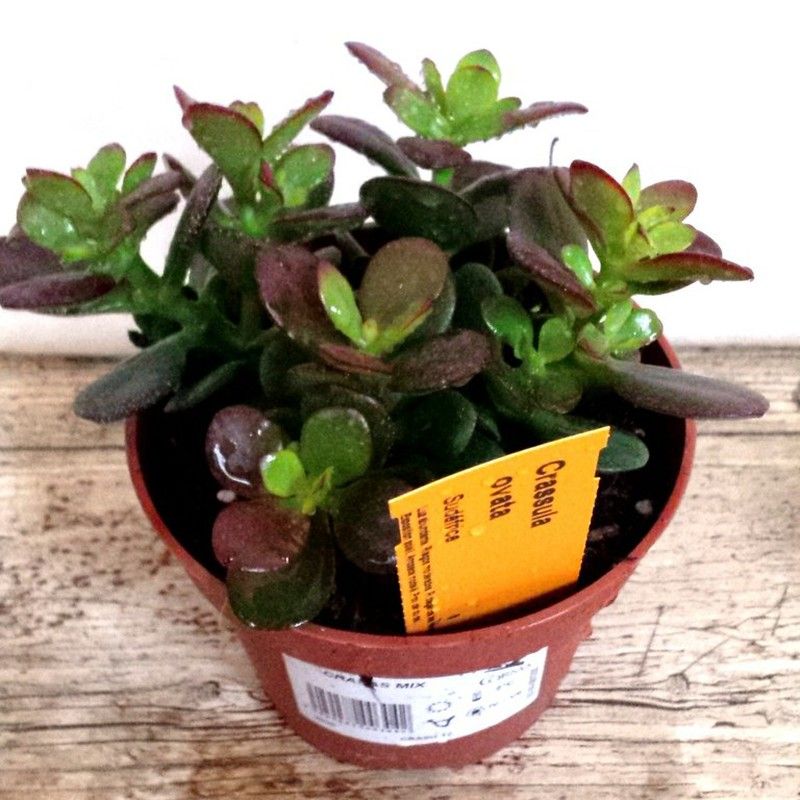 Comprar mi planta de Jade...