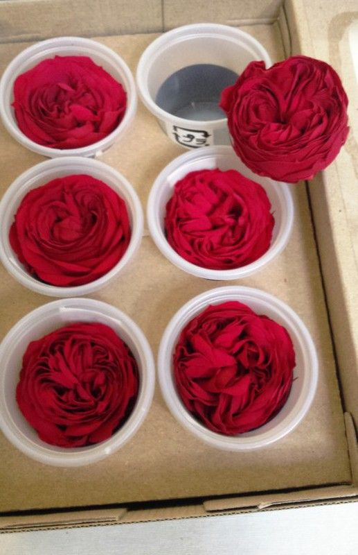 Ver catálogo de rosas de Jardín Preservadas