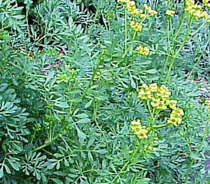 Plantas de Ruda
